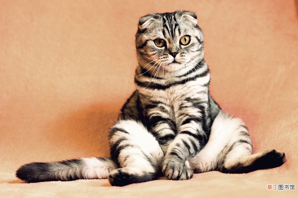 孕妇梦见被猫追什么意思