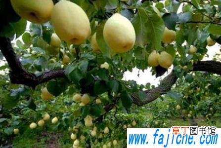 梨树养护需要注意什么 梨树叶子为什么老发黄