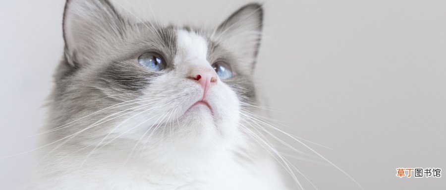 男人做梦梦见猫是什么意思