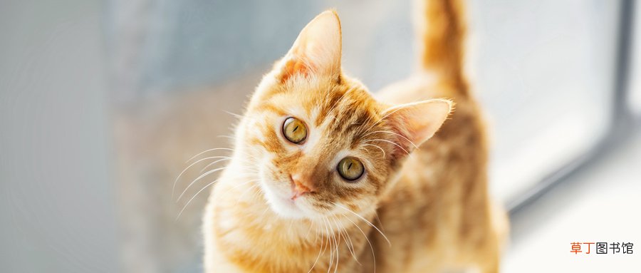 男人做梦梦见猫是什么意思