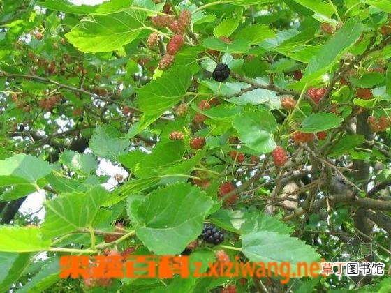 桑树的功效与作用