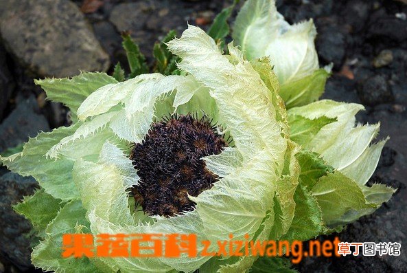 天山雪莲怎么吃 天山雪莲的吃法和图片