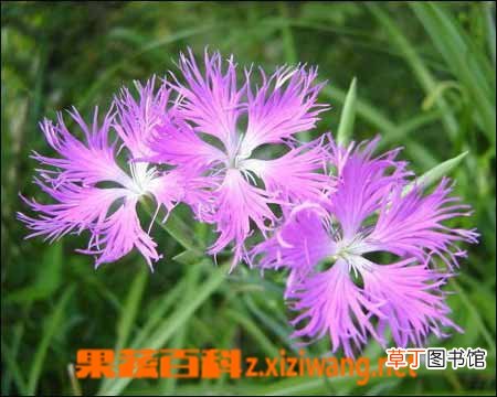 瞿麦的功效与作用