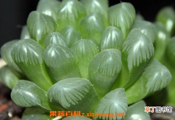玉露怎么养 玉露的养殖方法和注意事项