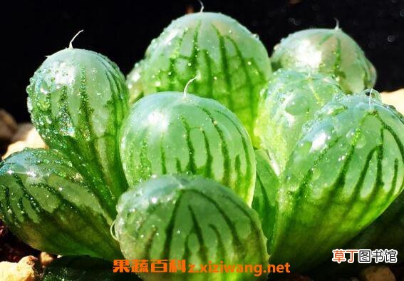 玉露怎么养 玉露的养殖方法和注意事项