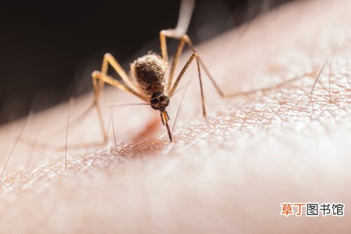 女人梦见虫子爬到身上什么意思