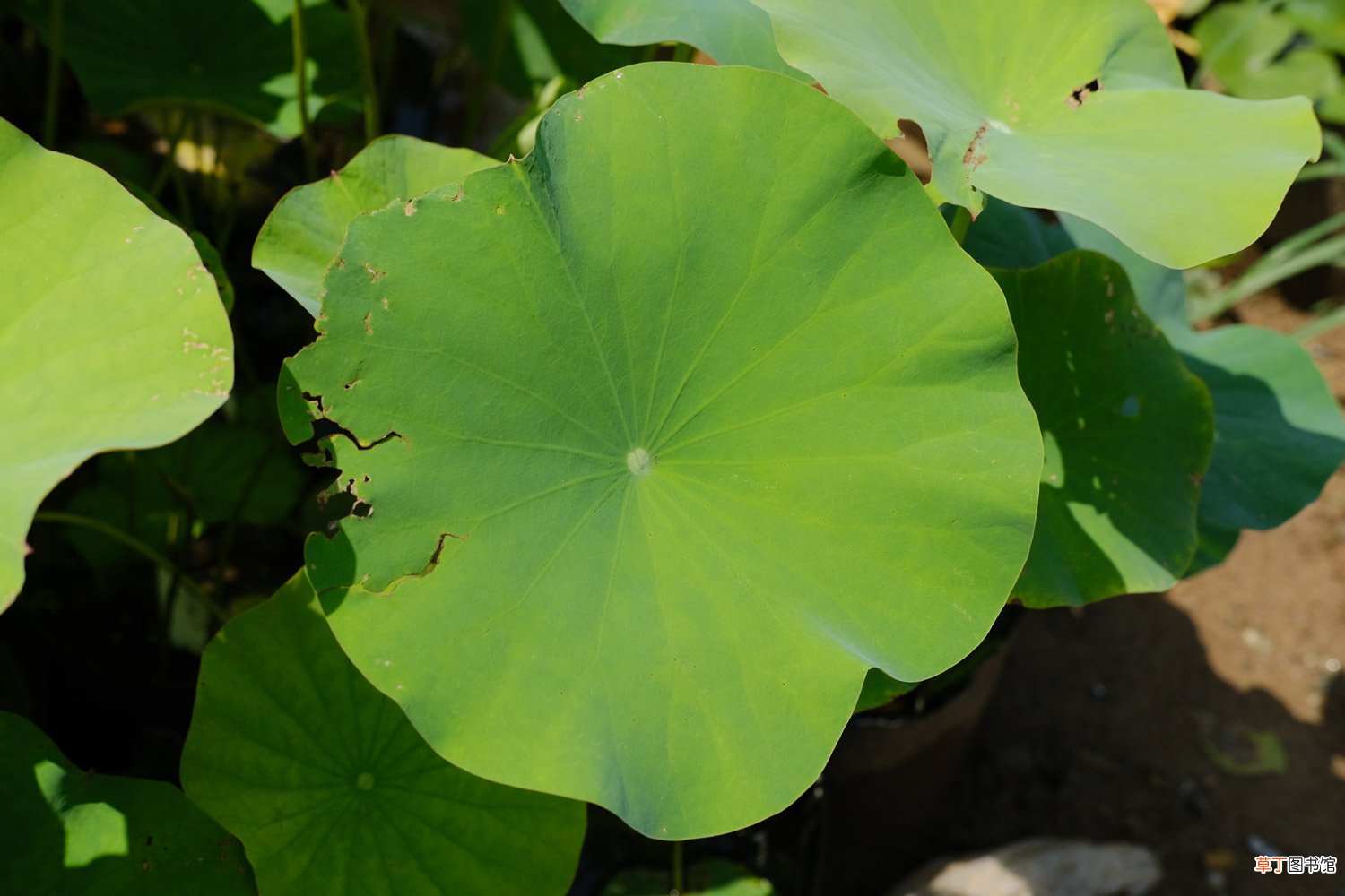 莲子发芽了怎么种植