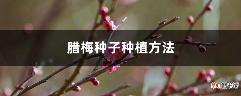 腊梅种子种植方法
