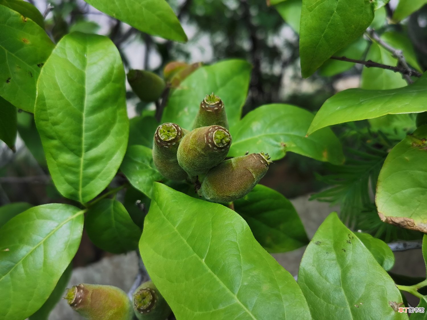 腊梅种子种植方法