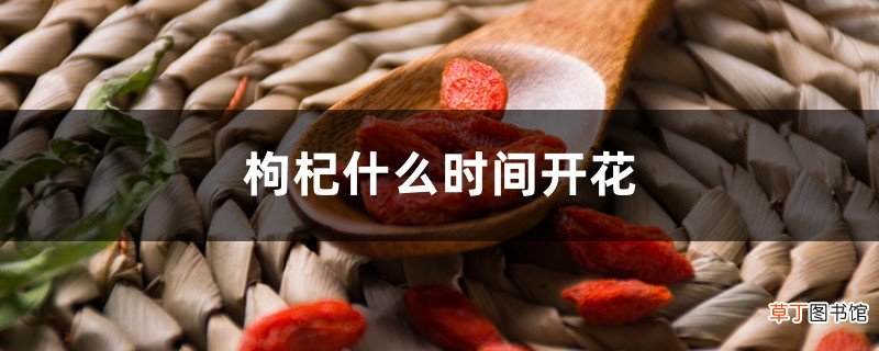 枸杞什么时间开花