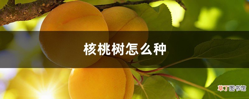 核桃树怎么种