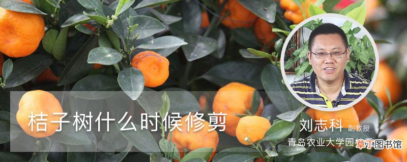 桔子树什么时候修剪