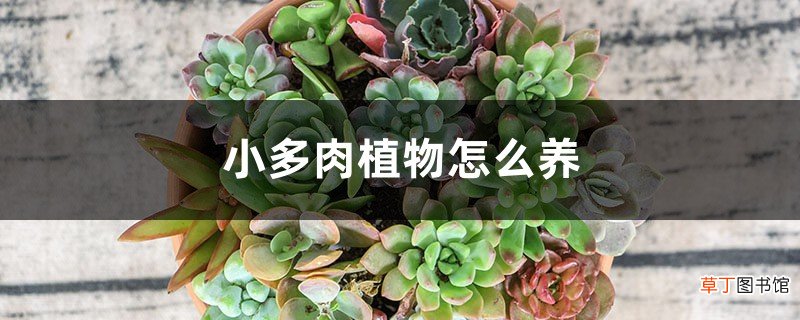 小多肉植物怎么养