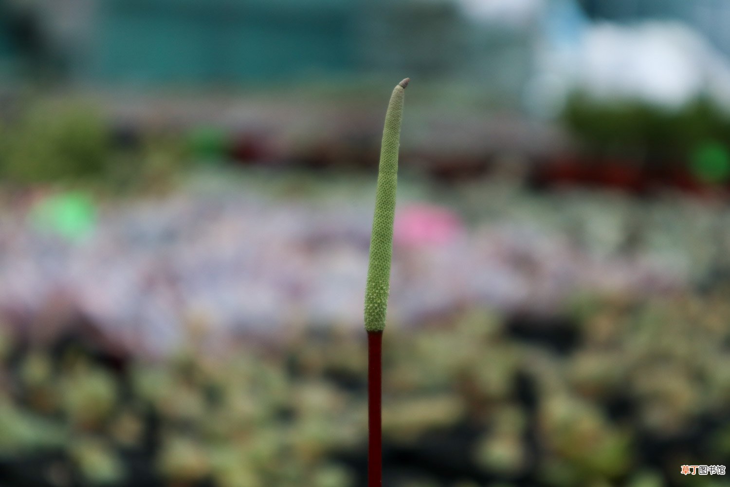 小多肉植物怎么养