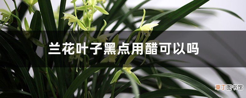 兰花叶子黑点用醋可以吗