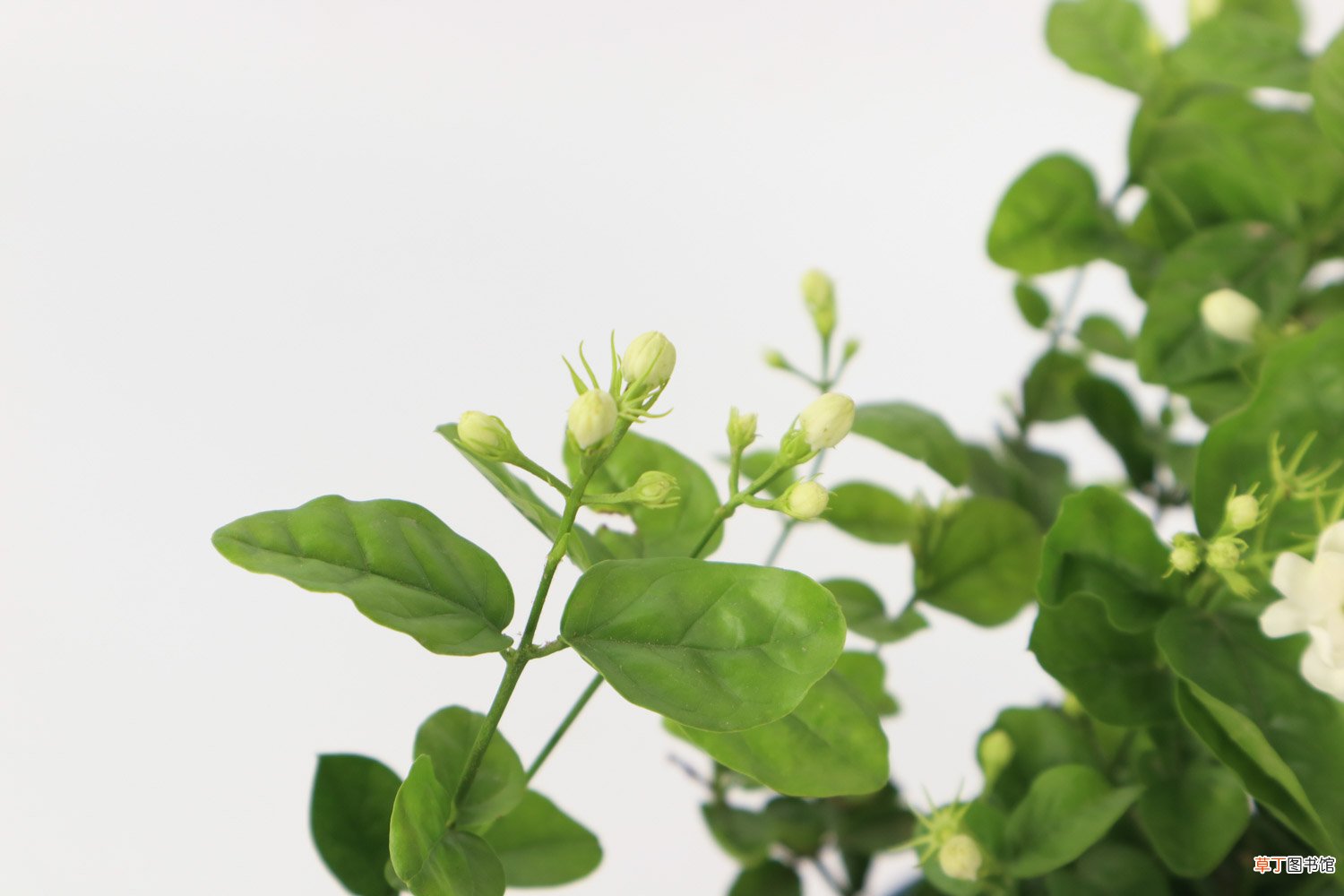 茉莉花怎么繁殖