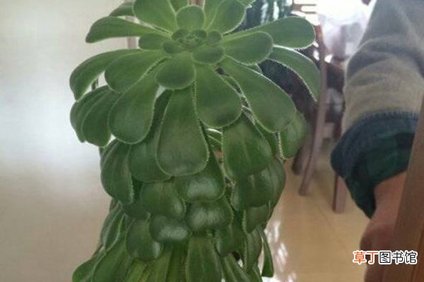 冬天之前，给花浇点“它”，土壤不结块儿，植物长得旺