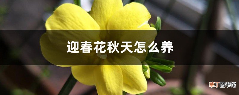 迎春花秋天怎么养