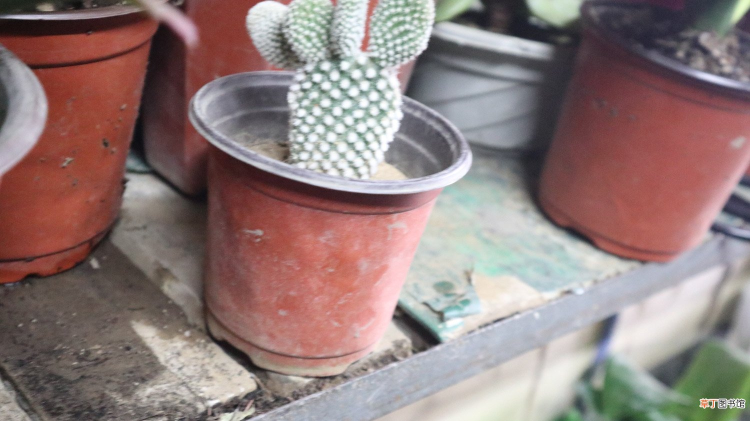 仙人掌秋天怎么养