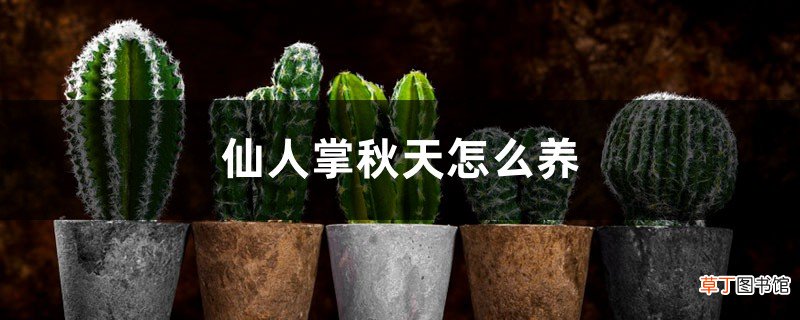 仙人掌秋天怎么养