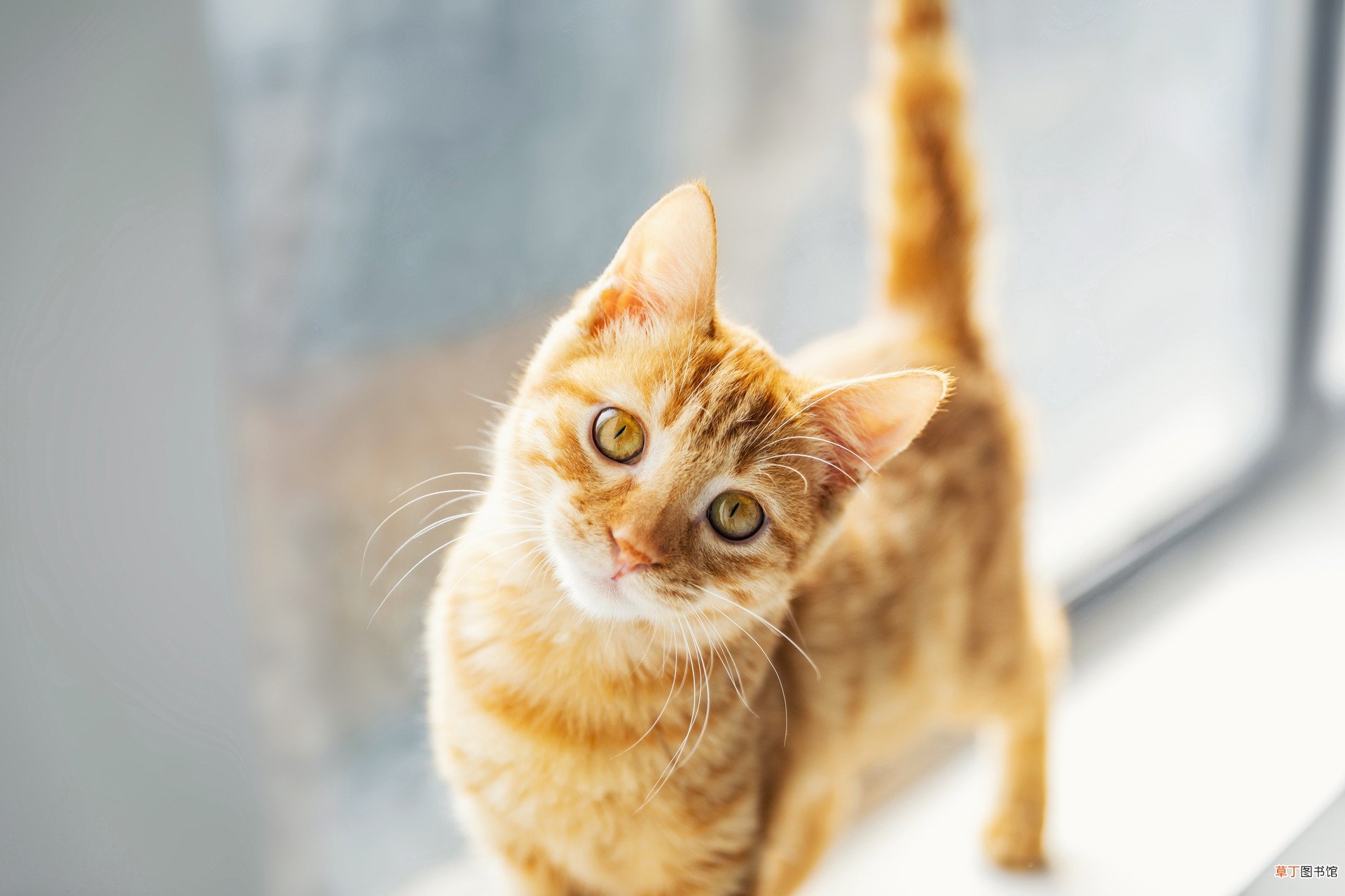 梦见自己养了一只猫什么意思