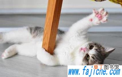 猫猫的智商怎么样 小猫相当于几岁小孩智力