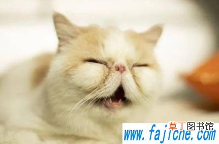 猫猫的智商怎么样 小猫相当于几岁小孩智力