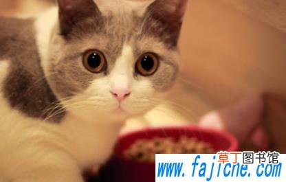 猫猫的智商怎么样 小猫相当于几岁小孩智力
