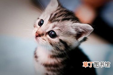 女人梦见被猫追着跑什么意思