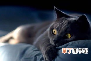 女人梦见被黑猫咬手什么意思