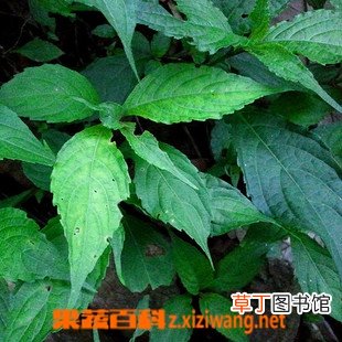 球花马蓝的功效与作用