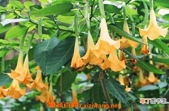 曼陀罗图片 曼陀罗的养殖方法和注意事项