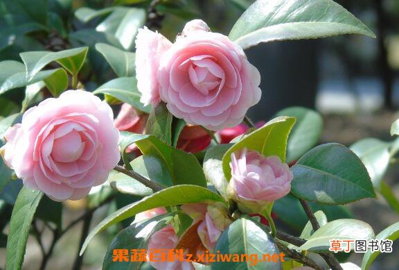 茶花怎么养 茶花的养殖方法和养殖技巧