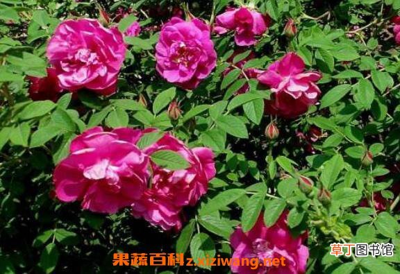 玫瑰和野玫瑰的区别 玫瑰的功效与作用