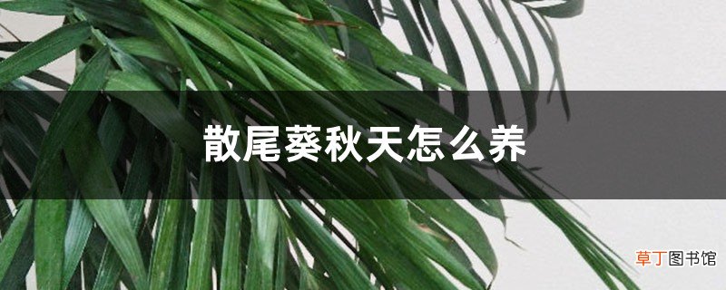 散尾葵秋天怎么养