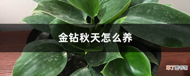 金钻秋天怎么养