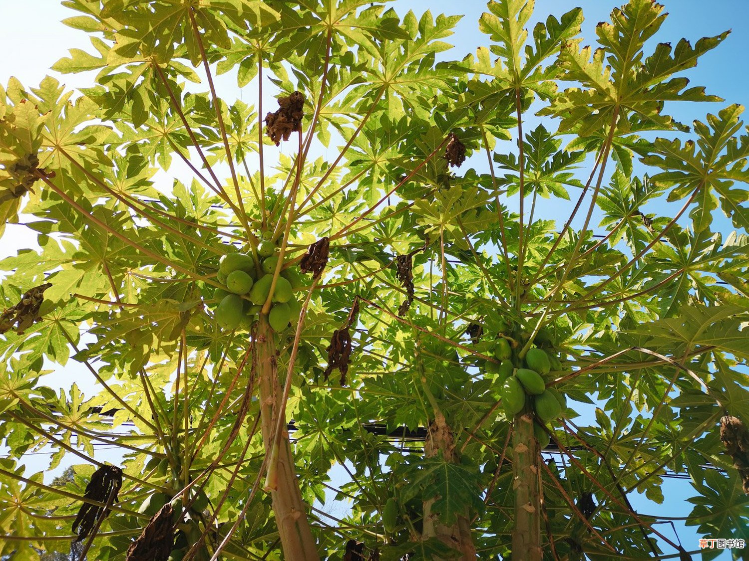 木瓜树种植方法