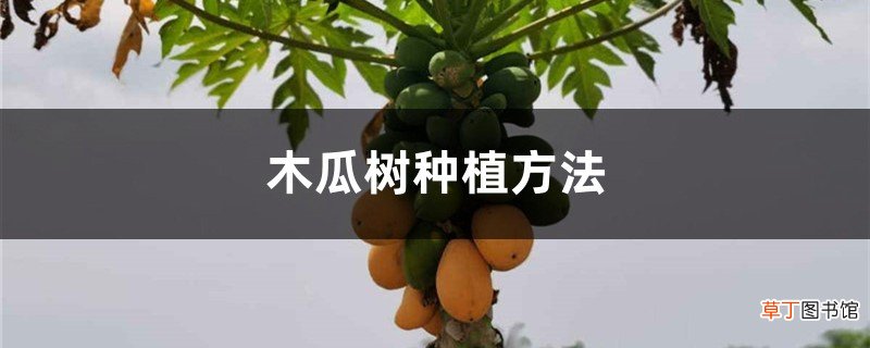 木瓜树种植方法