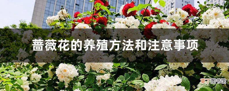 蔷薇花的养殖方法和注意事项