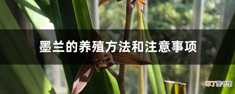 墨兰的养殖方法和注意事项