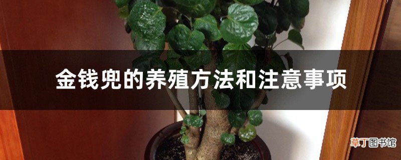 金钱兜的养殖方法和注意事项
