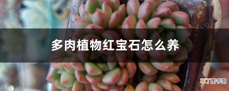多肉植物红宝石怎么养