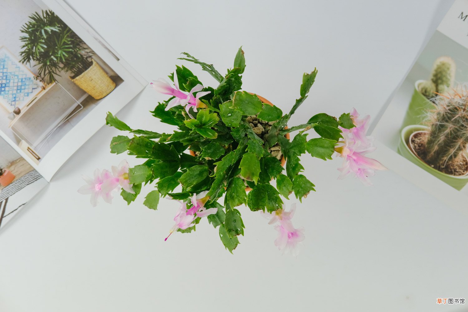 蟹爪兰能用鸡蛋壳肥吗