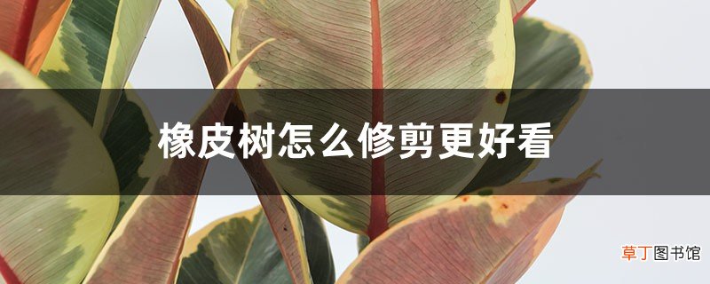 橡皮树怎么修剪更好看
