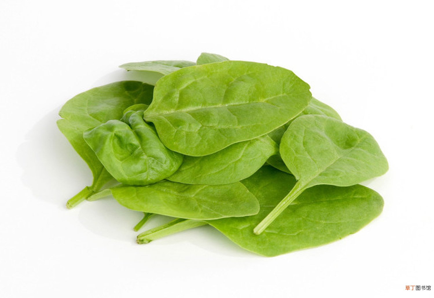 怎样种菠菜出苗快