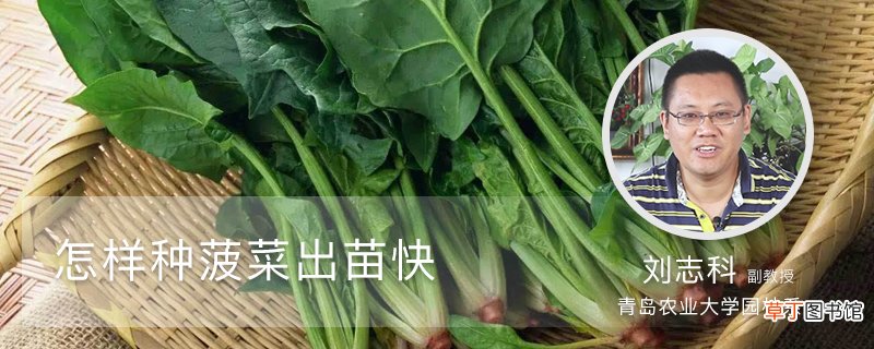 怎样种菠菜出苗快