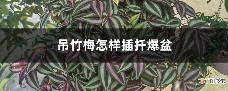 吊竹梅怎样插扦爆盆