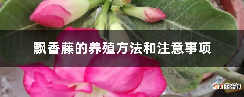 飘香藤的养殖方法和注意事项