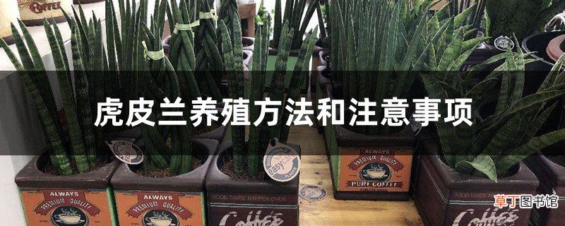 虎皮兰养殖方法和注意事项