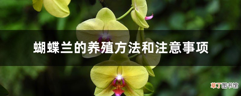 蝴蝶兰的养殖方法和注意事项